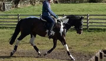 horse rider