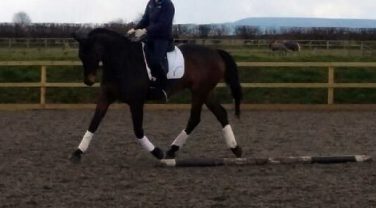 horse in paddock
