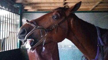Horse having Teeth checked by Dentist