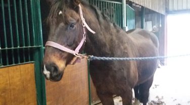 horse in stable