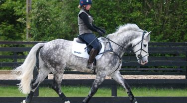 horse in paddock