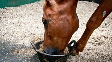 horse feeding on fibre filled diet