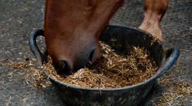 horse eating horse feed