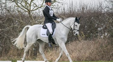 horse in field