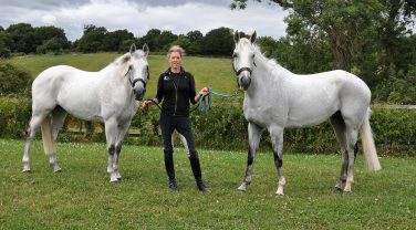 horses in field