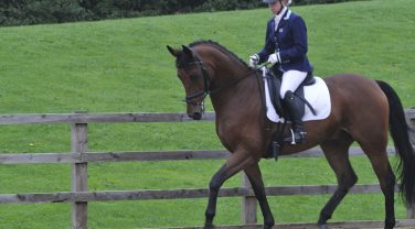 horse in paddock