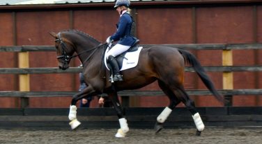horse in paddock