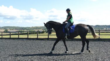 horse in paddock