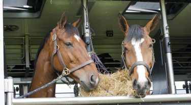 horses travelling
