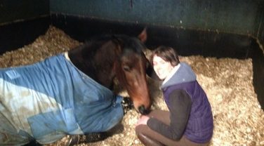 horse in stable