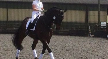 horse in paddock