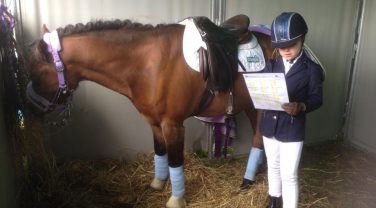 horse in stable