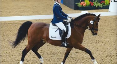 horse in competition