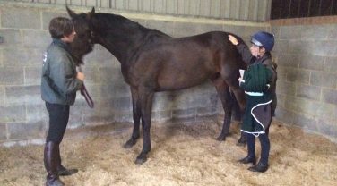 horse in stable