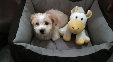 puppy