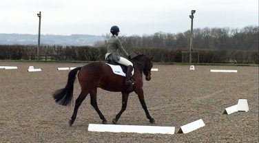 horse in paddock