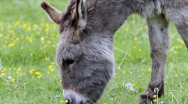 Donkey