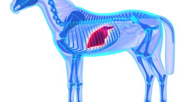 Horse Heart