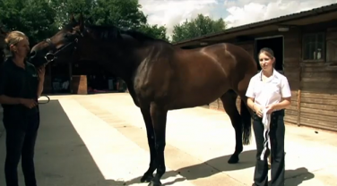 Horse having measurements taken with Tape