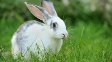 Feeding alfalfa to rabbits