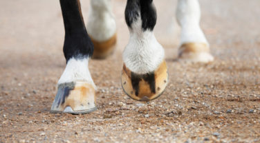 Healthy Hooves
