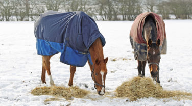 Horses Eating In Snow