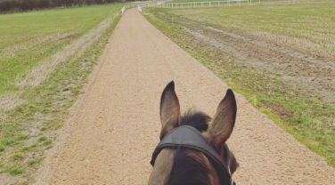 View of Gallops Through Horses Ears