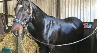 healthy horse
