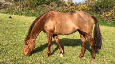 horse grazing in field