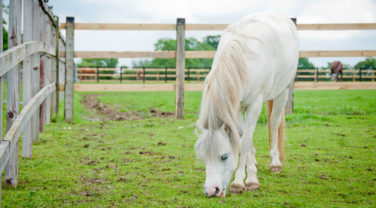 pony grazing in field