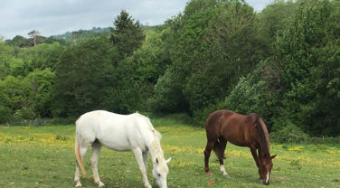 horses in field