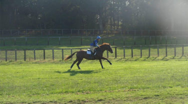 horse galloping
