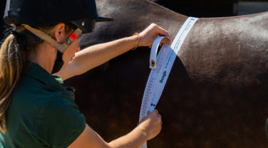 weightaping a horse