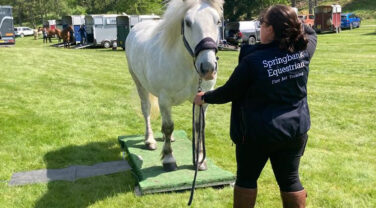 Highland Pony on Weighbridge