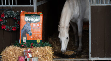 Horse eating Hi-Fi Original with Cinnamon Spice