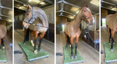 Horse modelling from different angles
